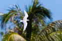 White (Fairy) Tern (Gygis alba)
